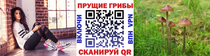 мориарти как зайти  закладки  Волчанск  Псилоцибиновые грибы мицелий 